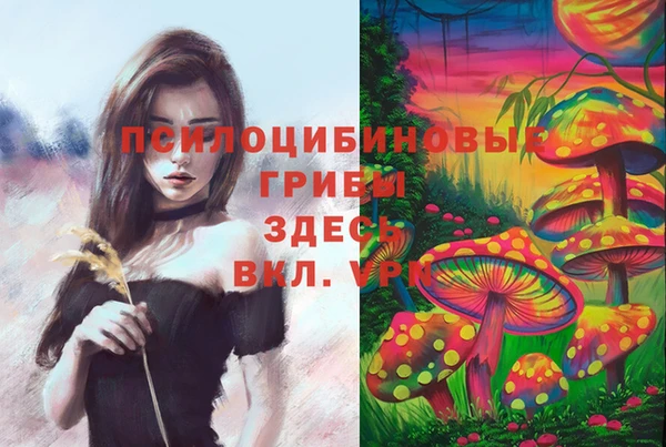 стаф Арсеньев